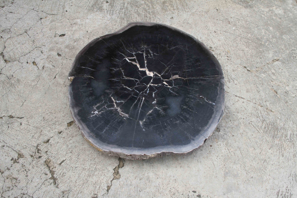 Petrified Wood Slab Coffee Table 26" x 26" x 2"H - PFT0338/23-4