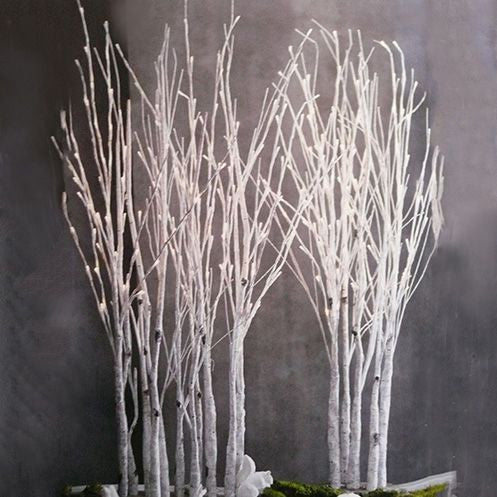Roost Lighted Birch Forest