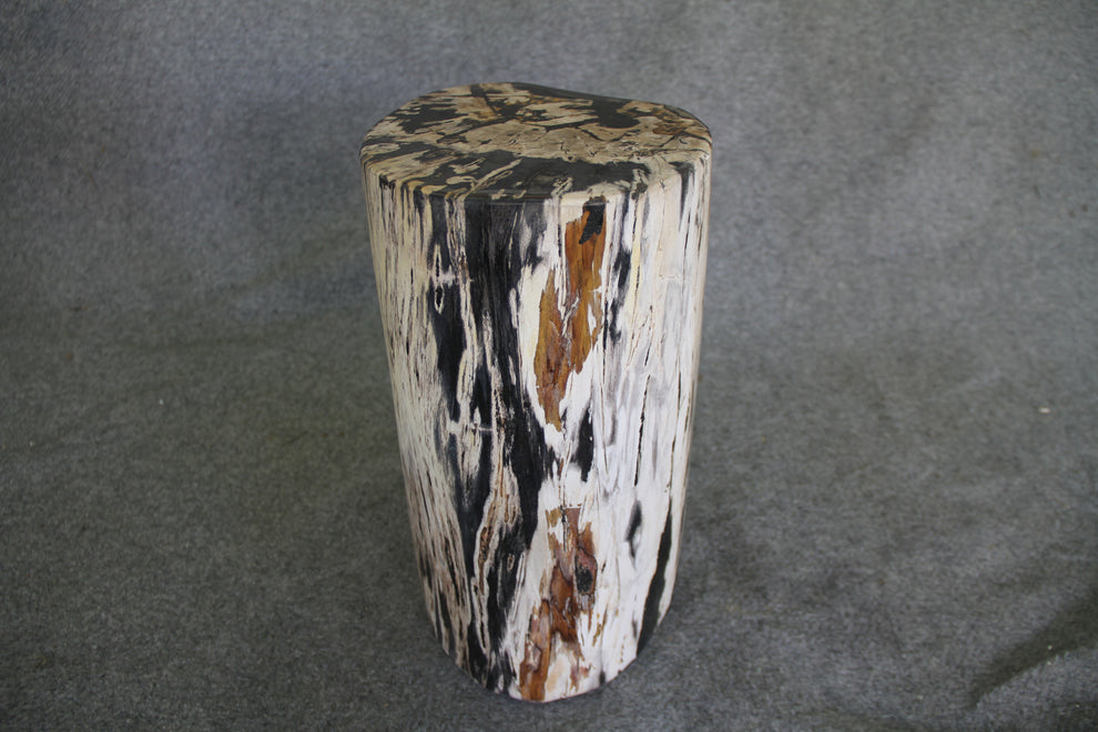 Petrified Wood Log Stool  10 x 9 x 16.5 - 108.21 | Petrified Wood Stools | Modishstore-3