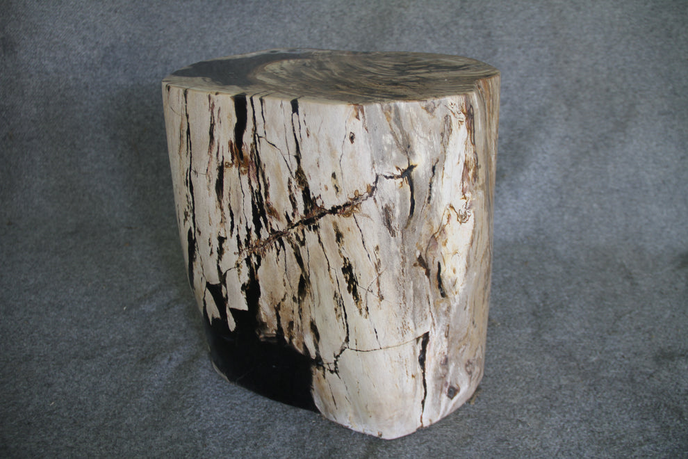 Petrified Wood Log Stool 18in (h) x 15in x 13in - 1123.22 | Petrified Wood Stools | Modishstore-2