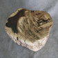 Petrified Wood Log Stool 18in (h) x 15in x 13in - 1123.22 | Petrified Wood Stools | Modishstore-5