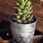 Roost Potted Succulent Candles