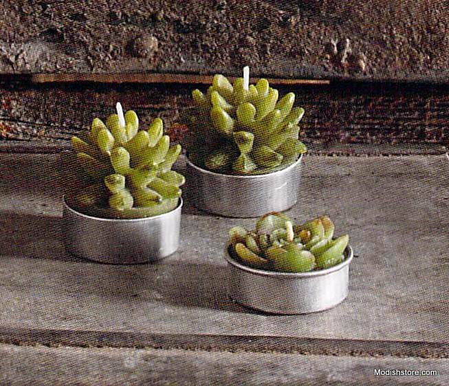 Roost Succulent Tealights