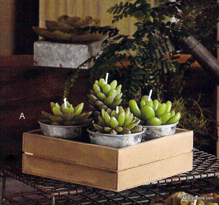 Roost Potted Succulent Candles