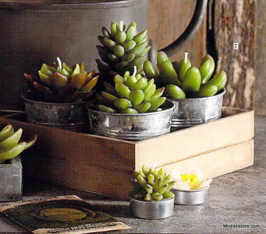 Roost Potted Succulent Candles