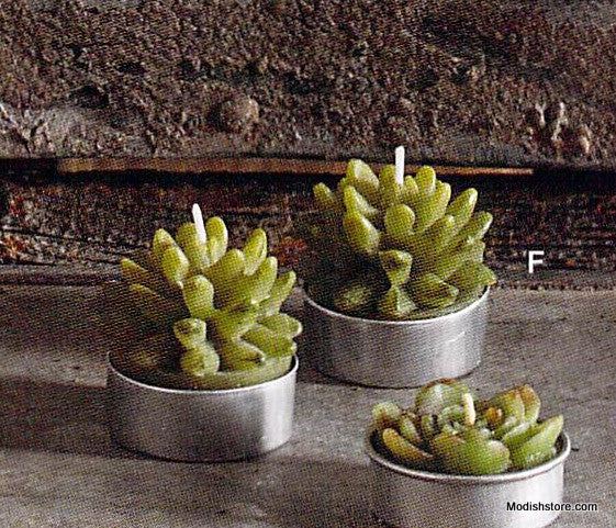 Roost Succulent Tealights