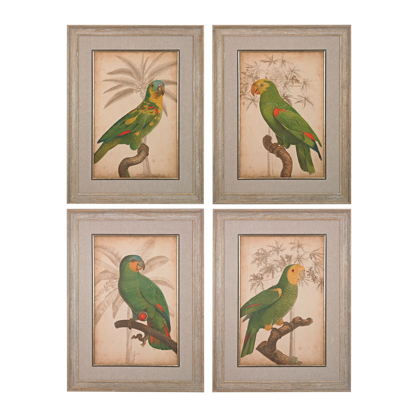 Sterling Industries Parrot And Palm I, II, III, IV - Fine Art Giclee Under Glass | Modishstore | Wall Art