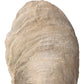Uttermost Oyster Shell Sculptures, S/2 | Modishstore | Sculptures-4