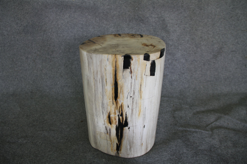 Petrified Wood Log Stool 15 x 10 x 17 - 1770.21 | Petrified Wood Stools | Modishstore-4