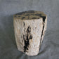 Petrified Wood Log Stool 16in (h) x 14in x 13in - 190.22 | Petrified Wood Stools | Modishstore-3