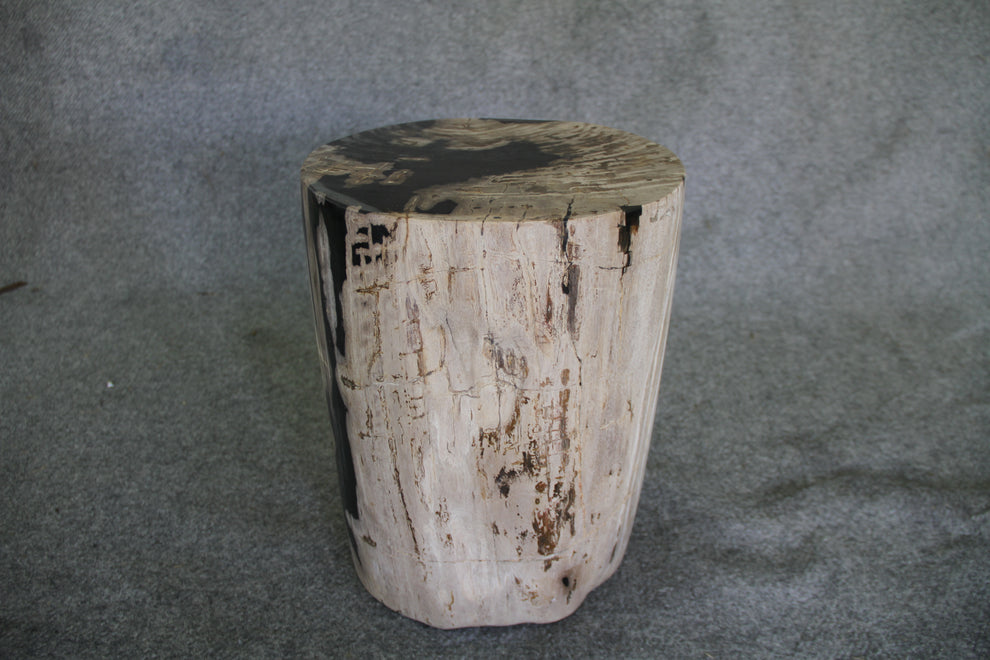 Petrified Wood Log Stool 11in x 13in x 16in (h) - 1985.21 | Petrified Wood Stools | Modishstore-4
