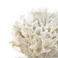 Ribbon Coral White By Regina Andrew | Sculptures | Modishstore - 4
