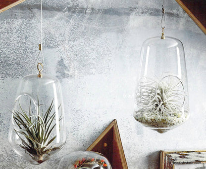 Roost Igloo Terrariums