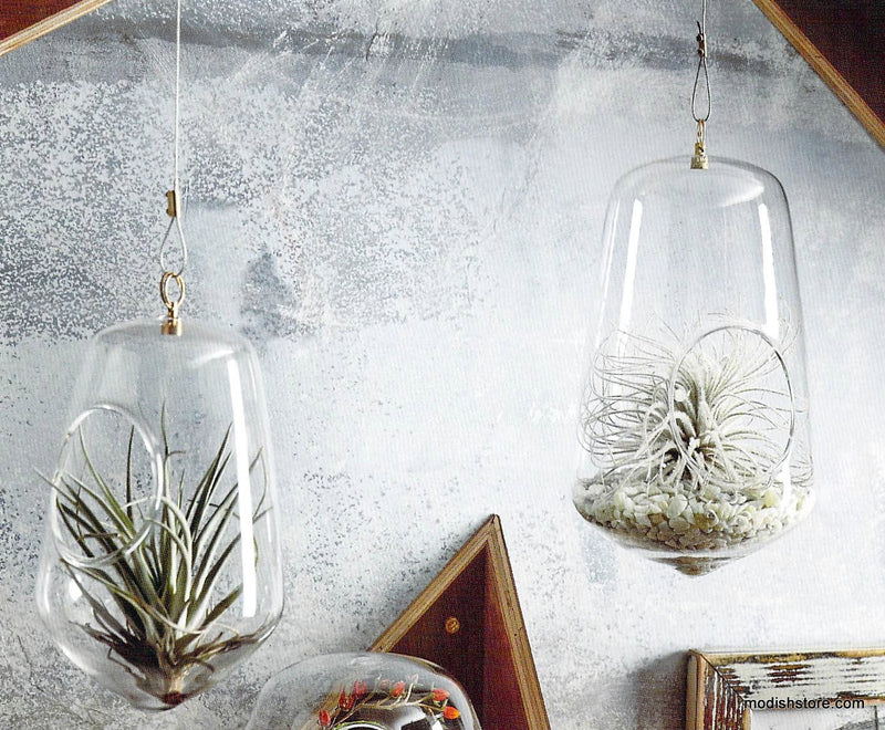 Roost Igloo Terrariums