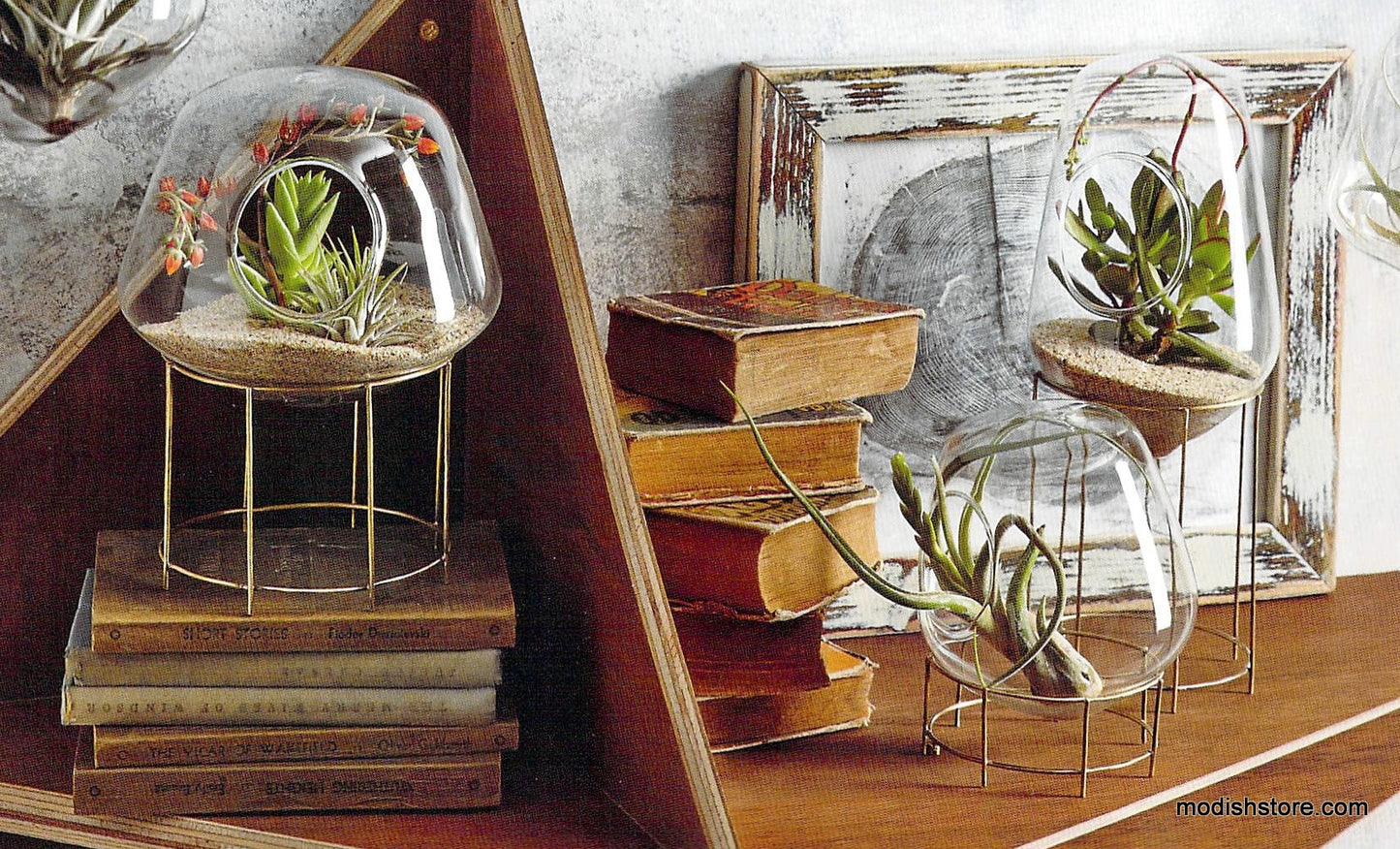 Roost Igloo Terrariums