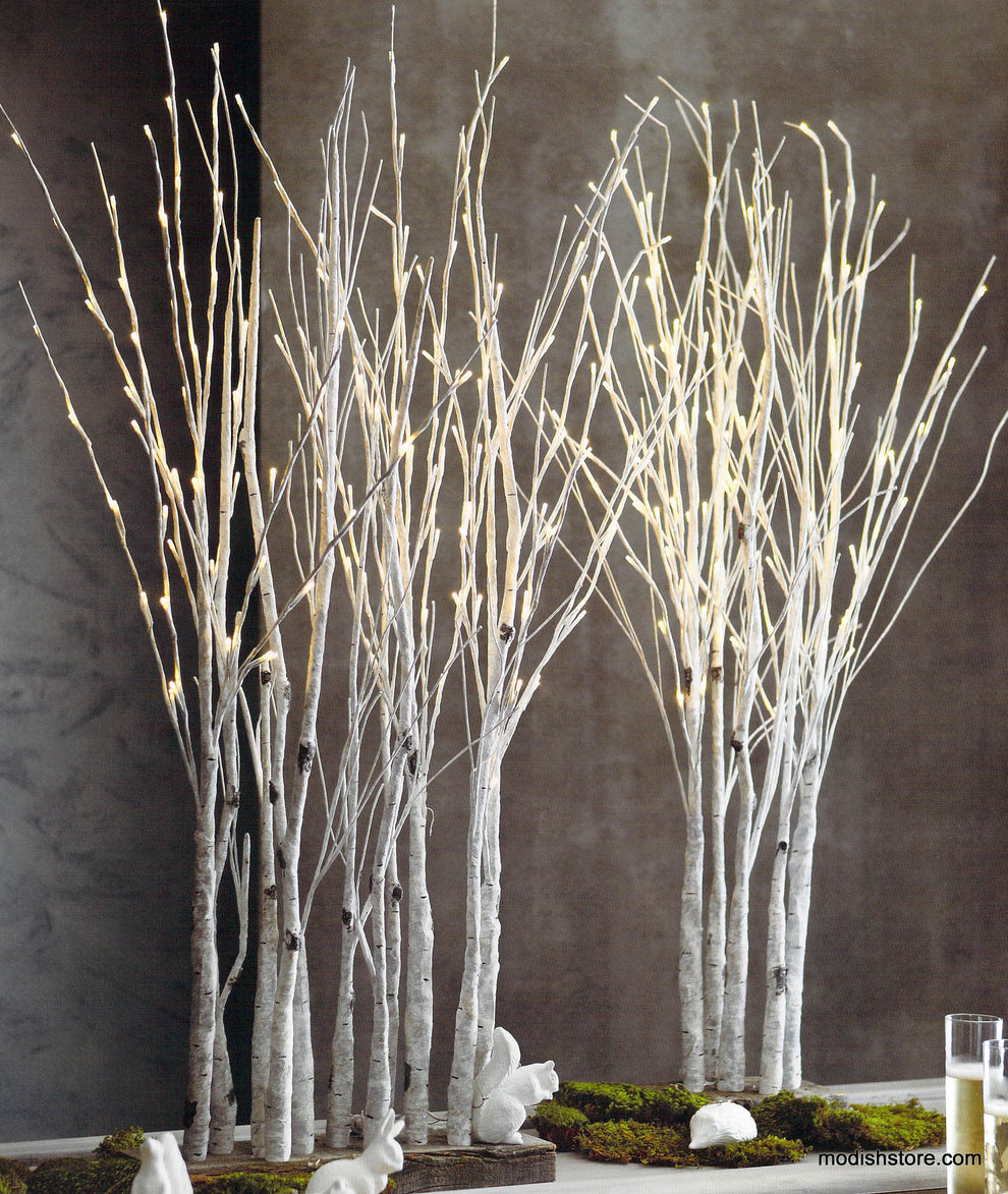 Roost Lighted Birch Forest