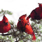 Roost Cardinal & Quail Ornaments
