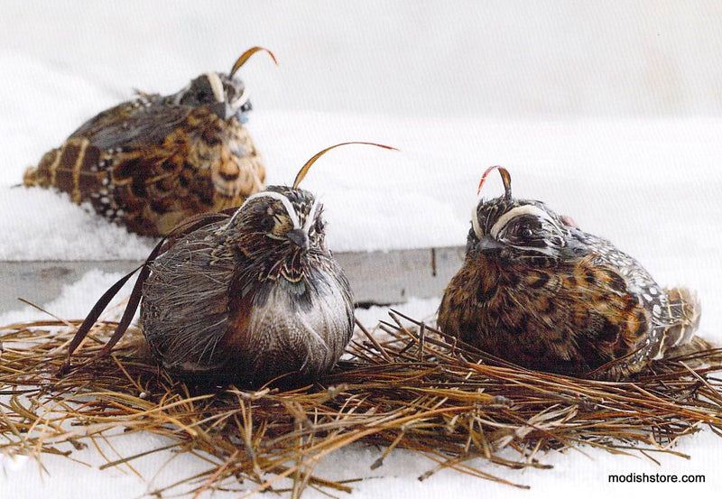 Roost Cardinal & Quail Ornaments