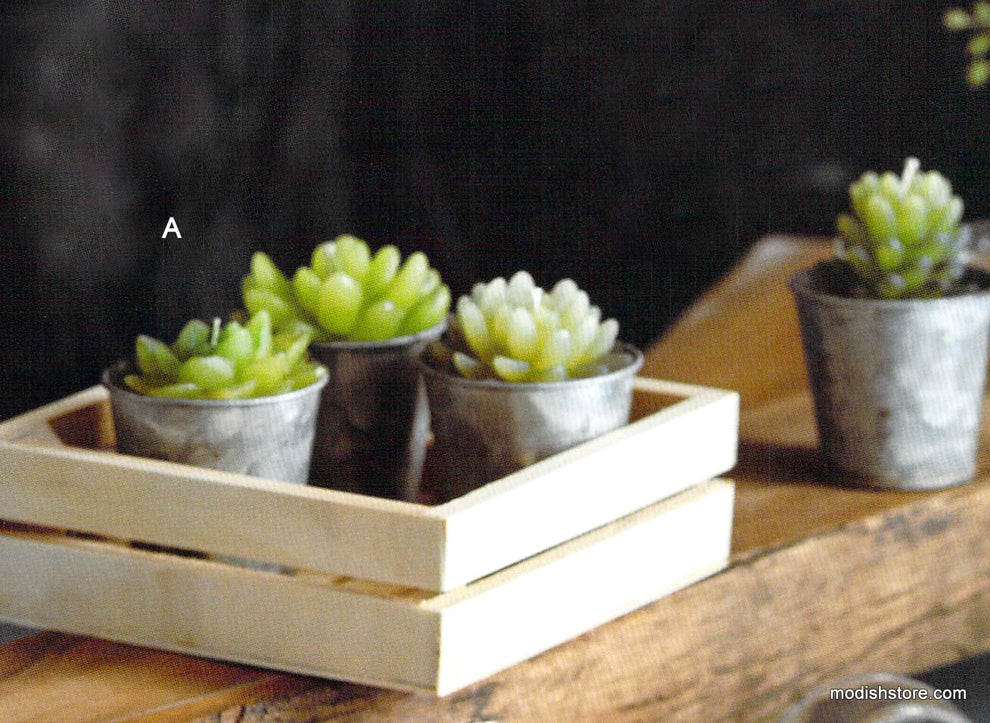 Roost Potted Succulent Candles