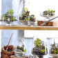 Roost Modern Glass Angle Footed Terrariums