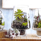 Roost Modern Glass Angle Footed Terrariums