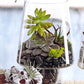 Roost Modern Glass Angle Footed Terrariums
