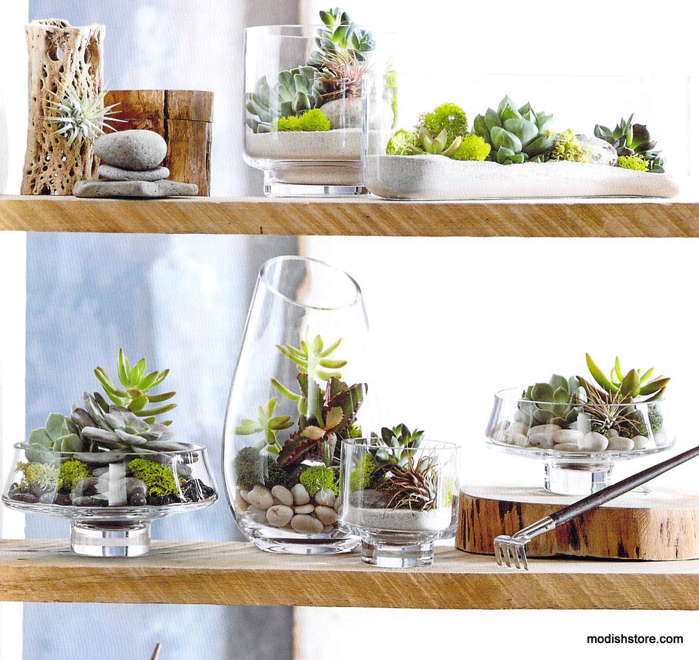 Roost Modern Glass Low Footed Terrariums