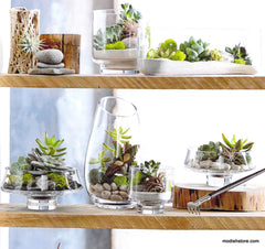 Modern Glass Low Footed Terrariums