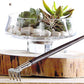 Roost Modern Glass Low Footed Terrariums