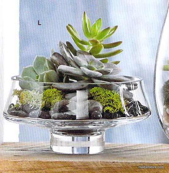 Roost Modern Glass Low Footed Terrariums