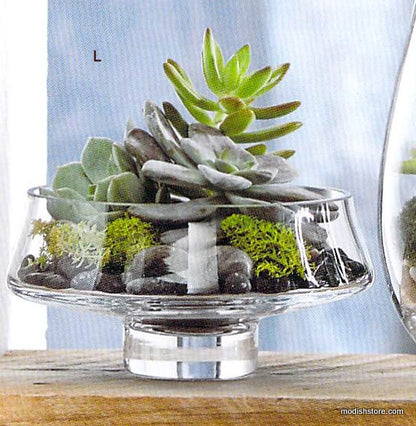 Roost Modern Glass Low Footed Terrariums