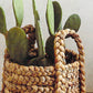 Roost Plantana Baskets - Set Of 2