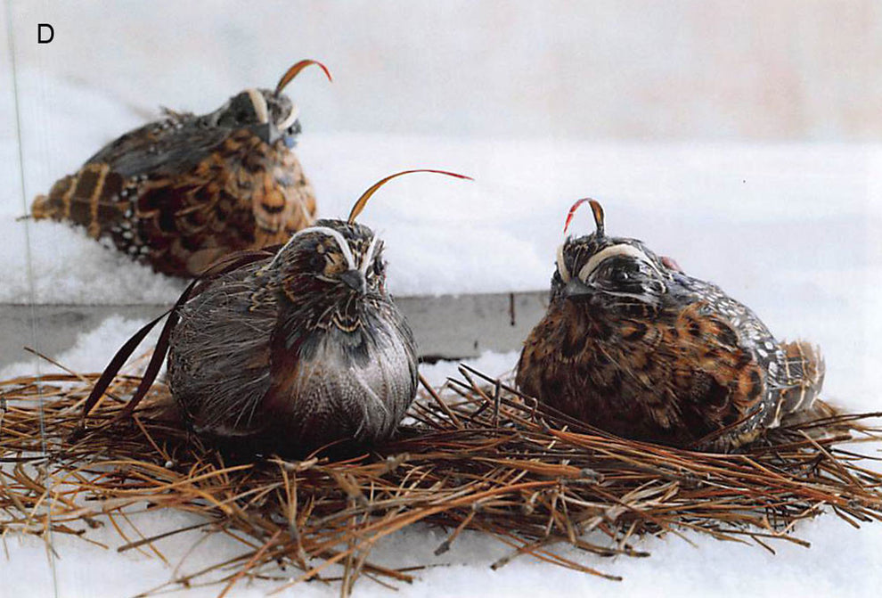 Roost Cardinal & Quail Ornaments