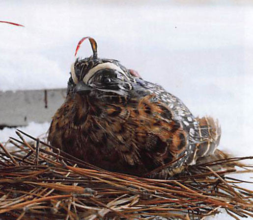 Roost Cardinal & Quail Ornaments