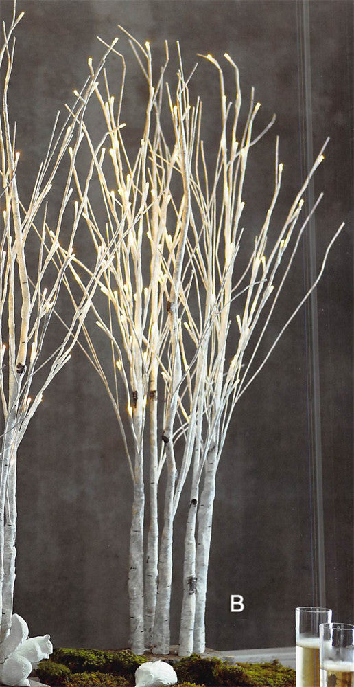Roost Lighted Birch Forest