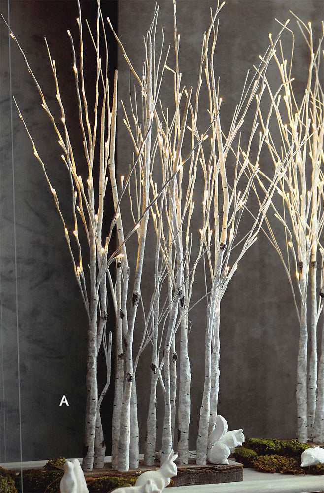Roost Lighted Birch Forest