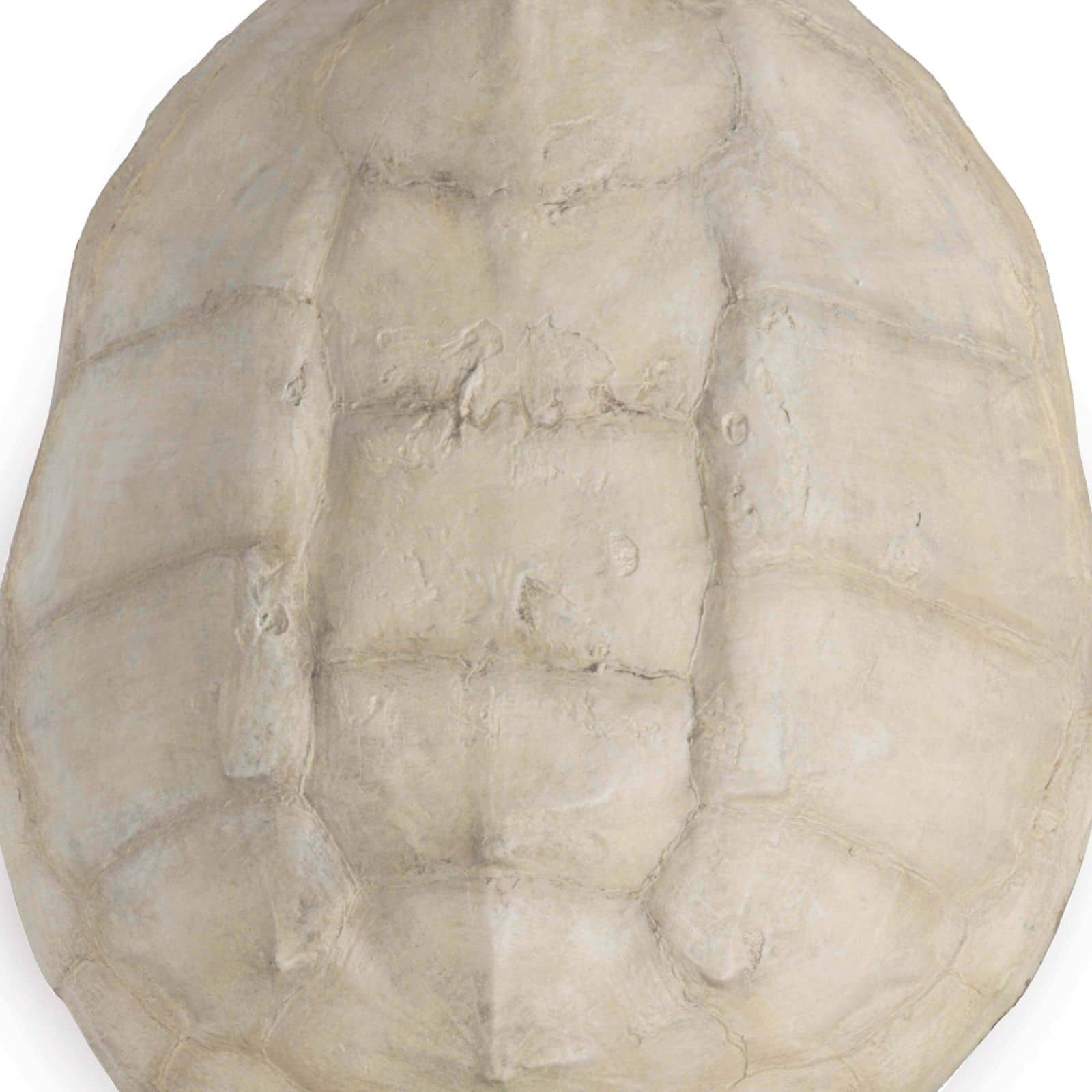 Turtle Shell Accessory Bleached By Regina Andrew | Sculptures | Modishstore - 2