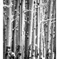 Multi Color Wood Canvas Birch Screen By Homeroots | Room Dividers | Modishstore - 2