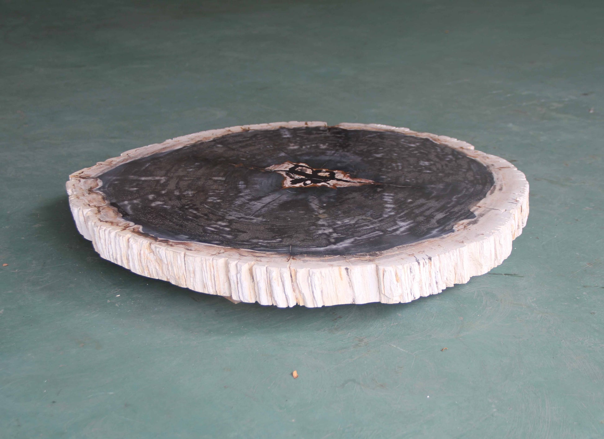 Petrified Wood Slab Coffee Table - 31"x 26"x  2"H - PFT0339/24-5
