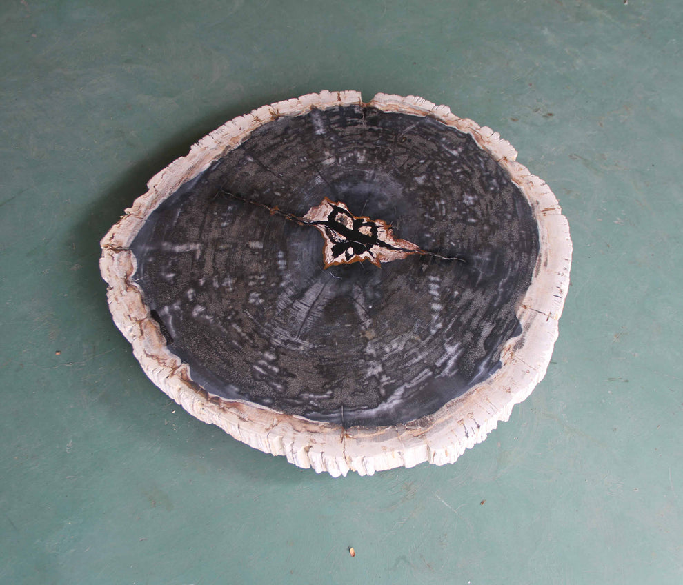 Petrified Wood Slab Coffee Table - 31"x 26"x  2"H - PFT0339/25-6