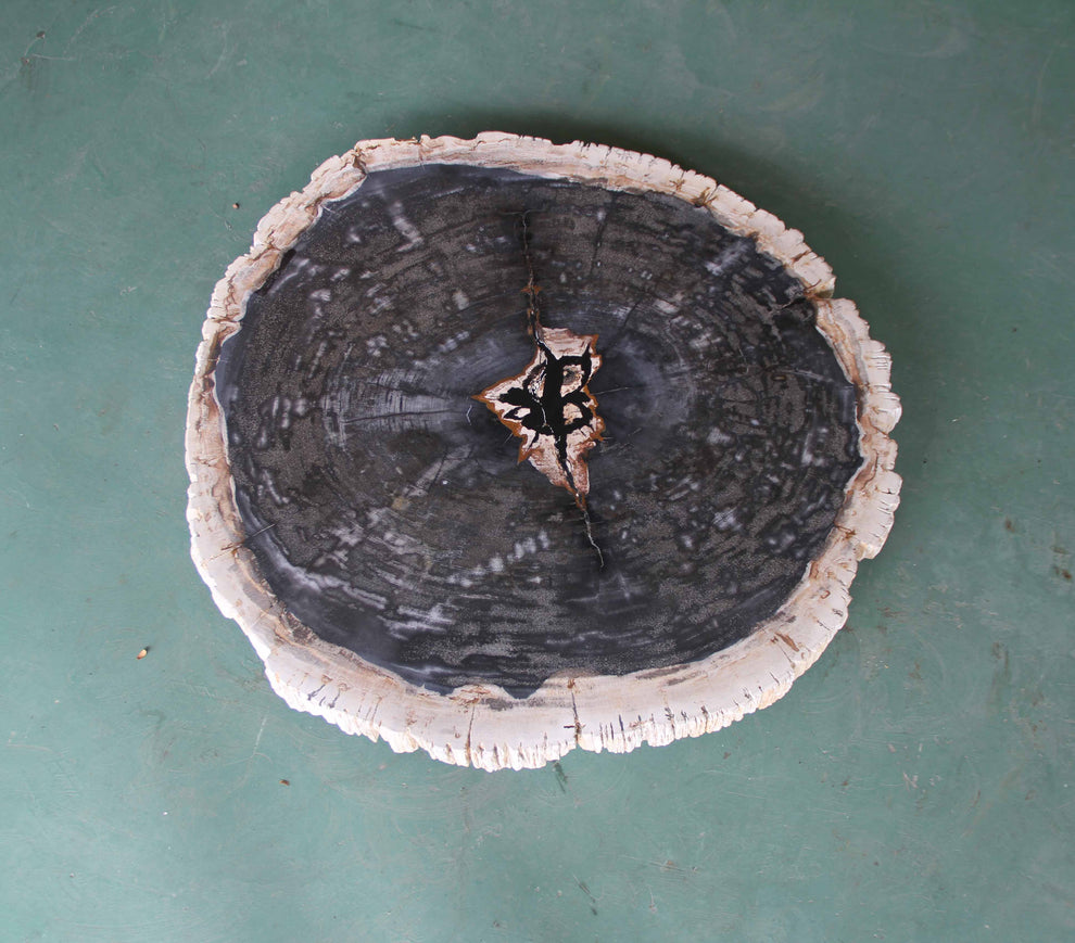 Petrified Wood Slab Coffee Table - 31"x 26"x  2"H - PFT0339/26-7