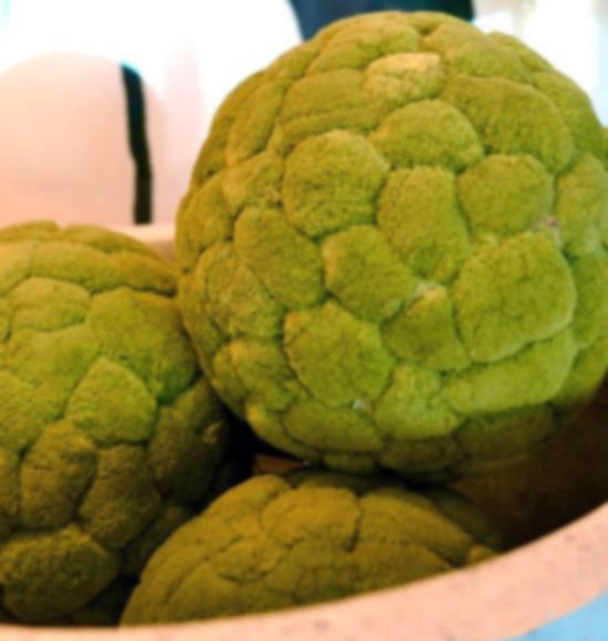 Velvet Green Cattail Decorative Balls | Home Accents | Modishstore-2