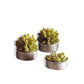 Roost Succulent Tealights-12