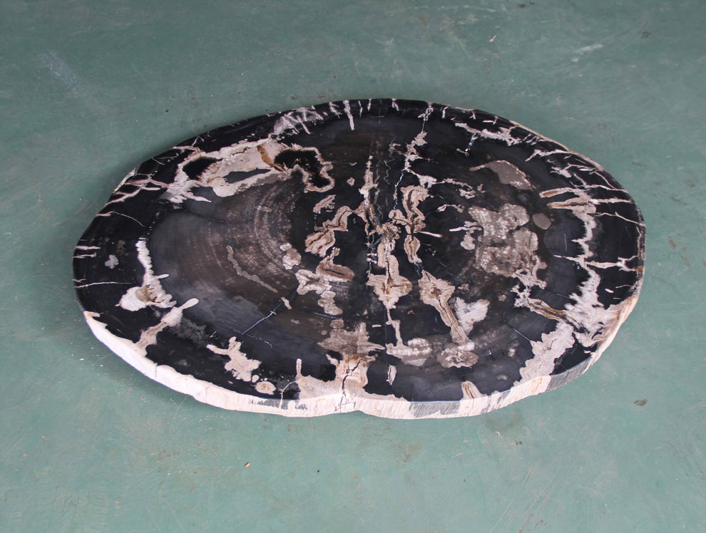 Petrified Wood Slab Coffee Table - 36" x 26" x 2"H - PFT0416/24-5