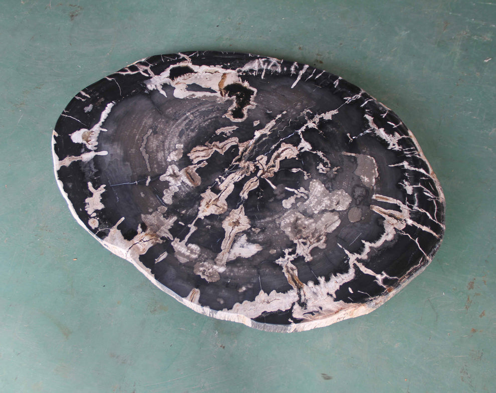 Petrified Wood Slab Coffee Table - 36" x 26" x 2"H - PFT0416/26-7