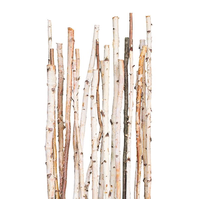 Birch Poles, Natural, 6'x 1-2" By Gold Leaf Design Group | Birch | Modishstore