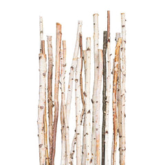 Birch Poles, Natural, 6'x 1-2