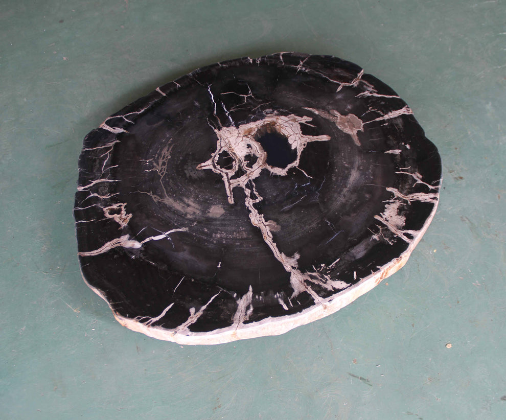 Petrified Wood Slab Coffee Table - 32" x 28m"x  2"H - PFT0437/24-5