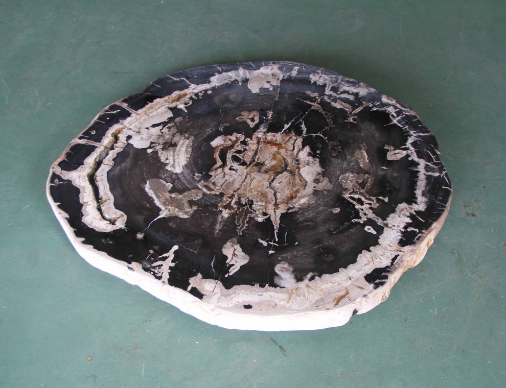Petrified Wood Slab Coffee Table - 34" x 29"x 2"H - PFT0439/26-7