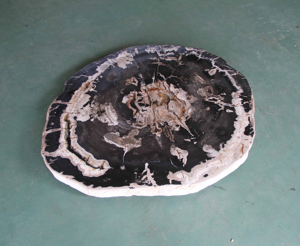 Petrified Wood Slab Coffee Table - 34" x 29"x 2"H - PFT0439/27-8